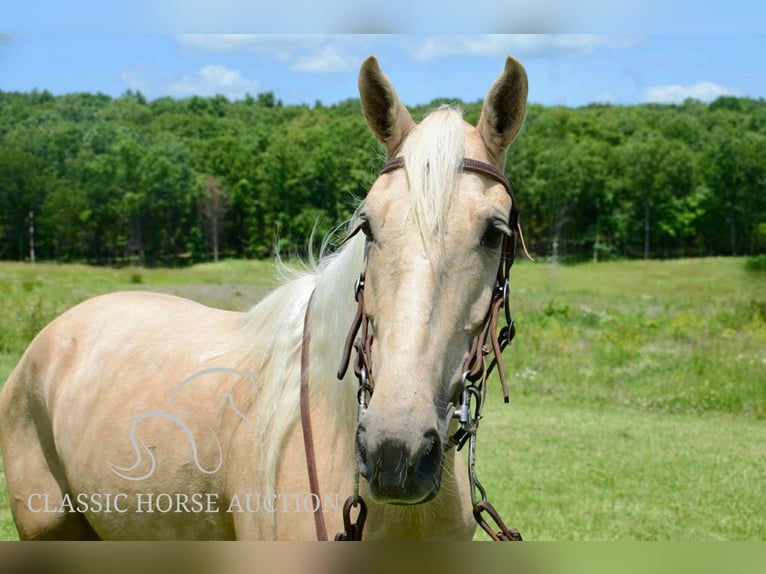 Kentucky Mountain Saddle Horse Wallach 5 Jahre 152 cm Palomino in Park Hills, MO