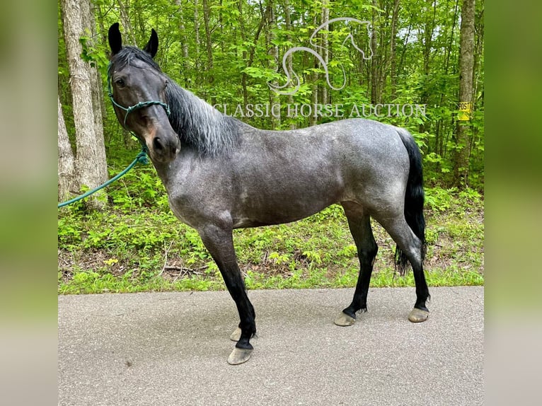 Kentucky Mountain Saddle Horse Wallach 5 Jahre 152 cm Rotbrauner in JEFFERSONVILLE, KY