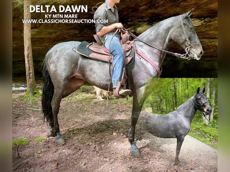 Kentucky Mountain Saddle Horse Wallach 5 Jahre 152 cm Rotbrauner in JEFFERSONVILLE, KY