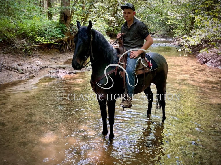 Kentucky Mountain Saddle Horse Wallach 5 Jahre 152 cm Rotbrauner in JEFFERSONVILLE, KY