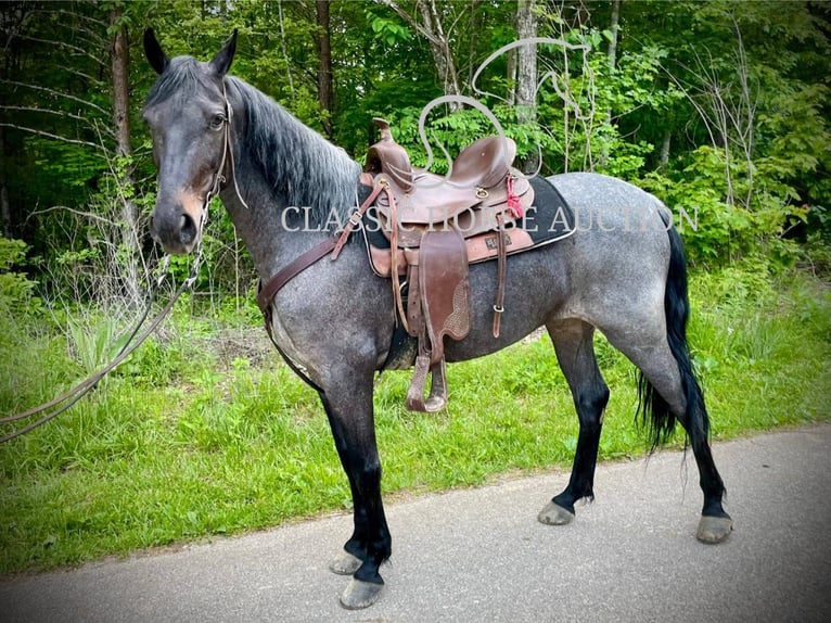 Kentucky Mountain Saddle Horse Wallach 5 Jahre 152 cm Rotbrauner in JEFFERSONVILLE, KY