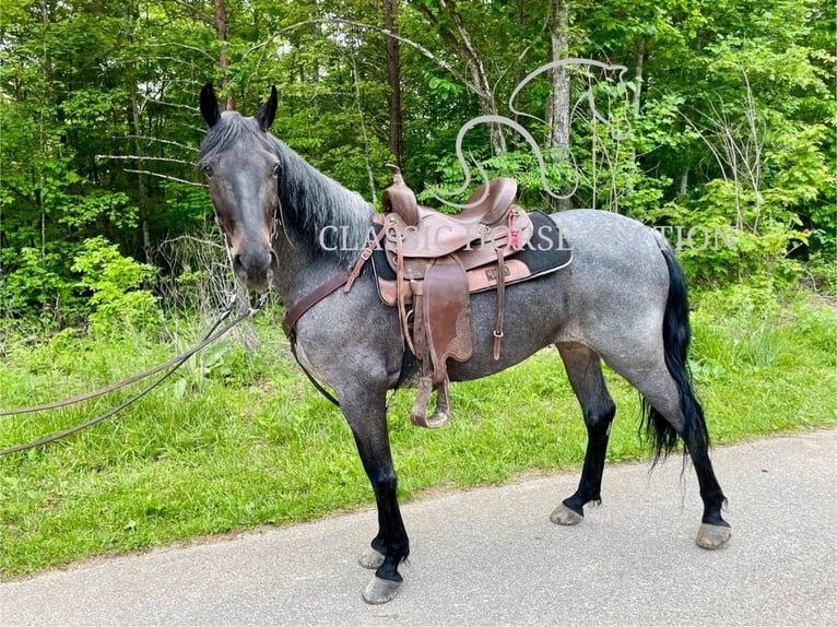 Kentucky Mountain Saddle Horse Wallach 5 Jahre 152 cm Rotbrauner in JEFFERSONVILLE, KY