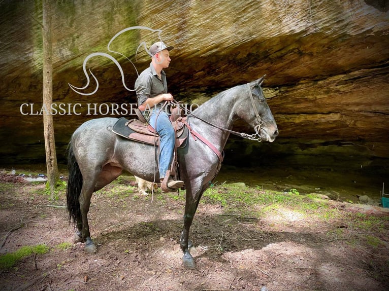 Kentucky Mountain Saddle Horse Wallach 5 Jahre 152 cm Rotbrauner in JEFFERSONVILLE, KY