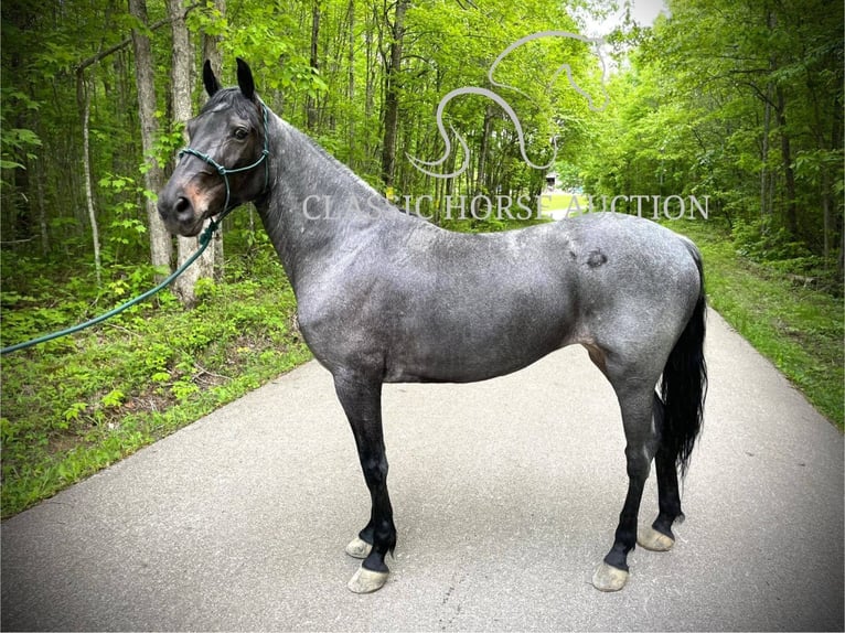 Kentucky Mountain Saddle Horse Wallach 5 Jahre 152 cm Rotbrauner in JEFFERSONVILLE, KY
