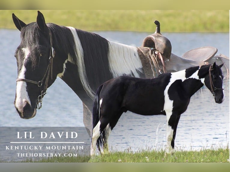 Kentucky Mountain Saddle Horse Wallach 5 Jahre 163 cm Tobiano-alle-Farben in Strunk, KY
