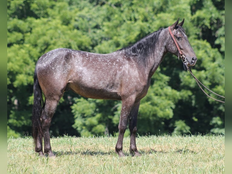 Kentucky Mountain Saddle Horse Wallach 6 Jahre 150 cm Schimmel in Whitley City KY