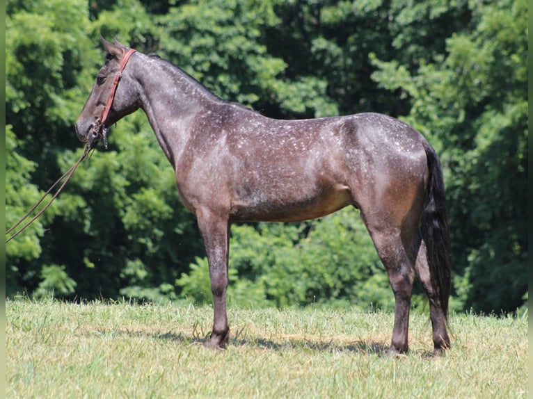 Kentucky Mountain Saddle Horse Wallach 6 Jahre 150 cm Schimmel in Whitley City KY