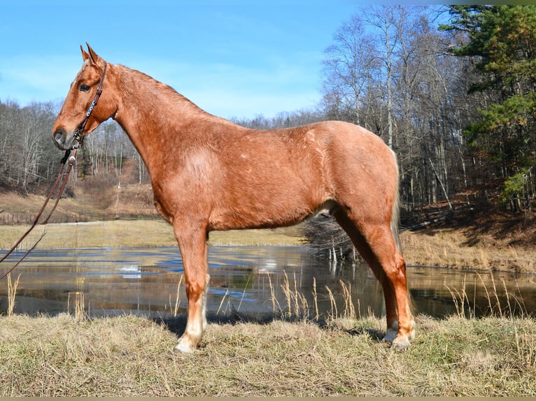 Kentucky Mountain Saddle Horse Wallach 7 Jahre 152 cm Palomino in Salyersville KY