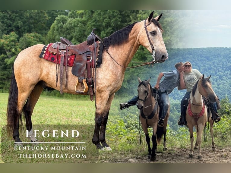 Kentucky Mountain Saddle Horse Wallach 7 Jahre 155 cm Buckskin in Parkers Lake, KY