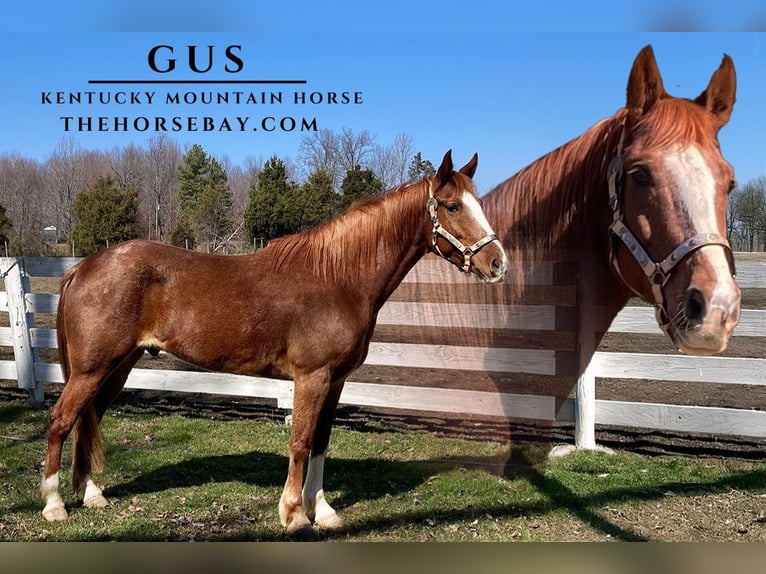 Kentucky Mountain Saddle Horse Wallach 7 Jahre 155 cm Roan-Red in Park City, KY