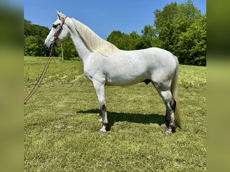 Kentucky Mountain Saddle Horse Wallach 7 Jahre 157 cm Schimmel in West Liberty Kentucky Mountain Saddle Horse Wallach 7 Jahre 157 cm Schimmel in West Liberty