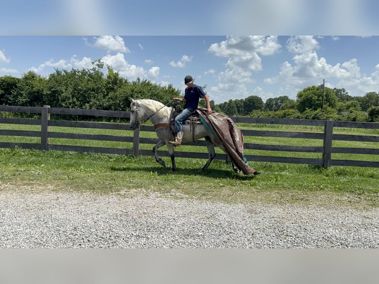 Kentucky Mountain Saddle Horse Wallach 7 Jahre 157 cm Schimmel in West Liberty Kentucky Mountain Saddle Horse Wallach 7 Jahre 157 cm Schimmel in West Liberty