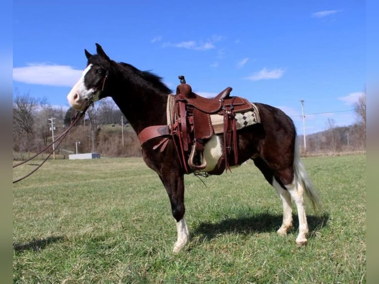 Kentucky Mountain Saddle Horse Wallach 8 Jahre 147 cm Tobiano-alle-Farben in salyersville KY