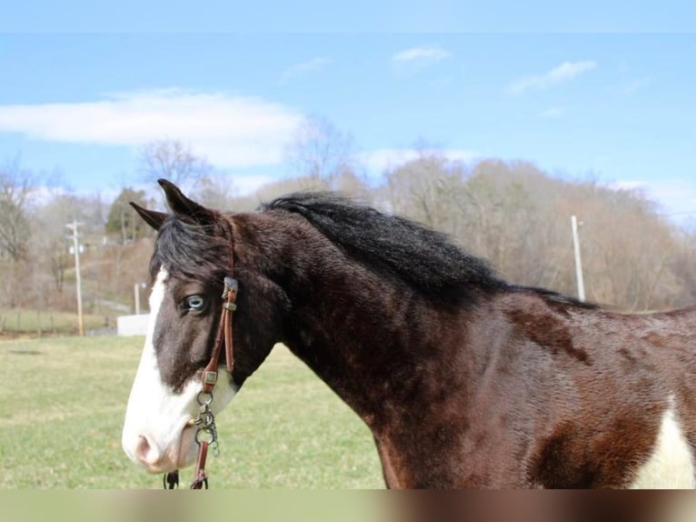 Kentucky Mountain Saddle Horse Wallach 8 Jahre 147 cm Tobiano-alle-Farben in salyersville KY
