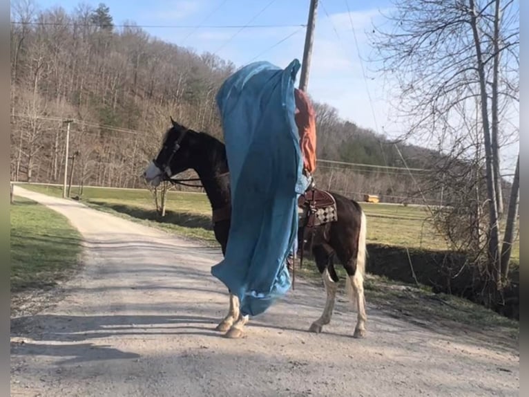 Kentucky Mountain Saddle Horse Wallach 8 Jahre 147 cm Tobiano-alle-Farben in salyersville KY