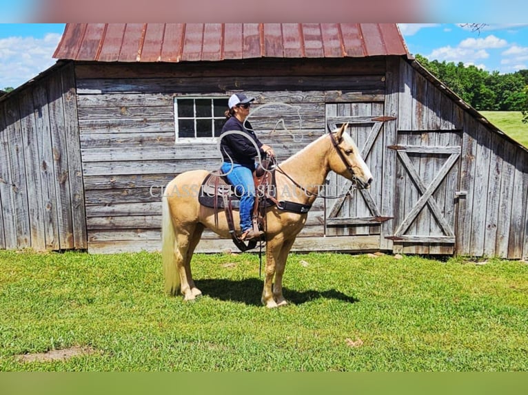 Kentucky Mountain Saddle Horse Wallach 8 Jahre 152 cm Palomino in Gillsville, GA