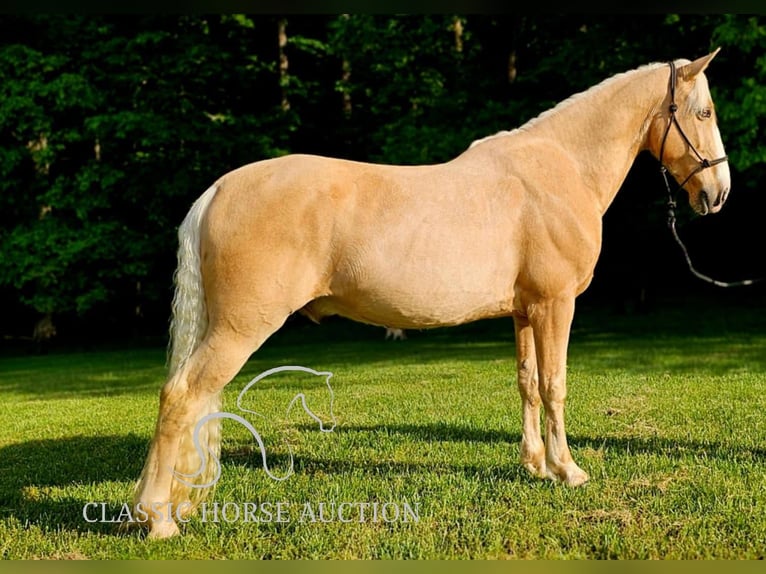 Kentucky Mountain Saddle Horse Wallach 8 Jahre 152 cm Palomino in Gillsville, GA