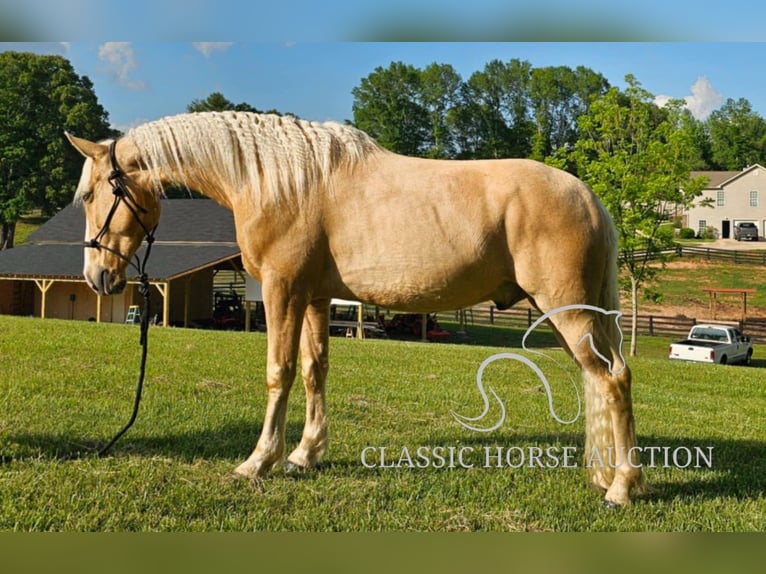 Kentucky Mountain Saddle Horse Wallach 8 Jahre 152 cm Palomino in Gillsville, GA