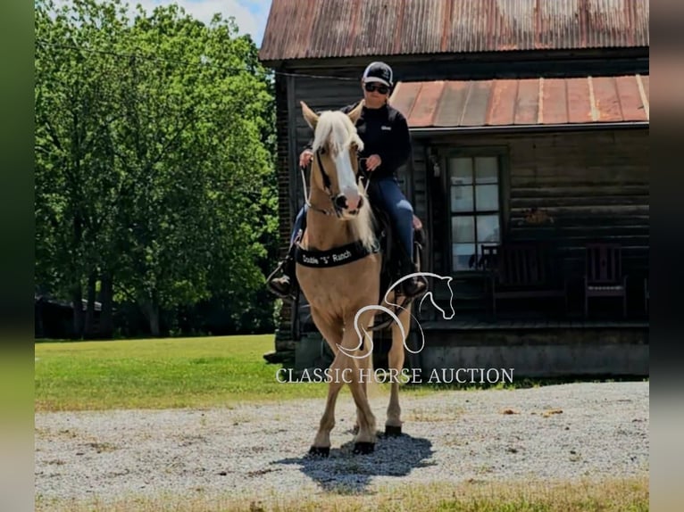 Kentucky Mountain Saddle Horse Wallach 8 Jahre 152 cm Palomino in Gillsville, GA