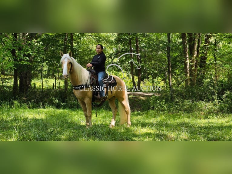 Kentucky Mountain Saddle Horse Wallach 8 Jahre 152 cm Palomino in Gillsville, GA