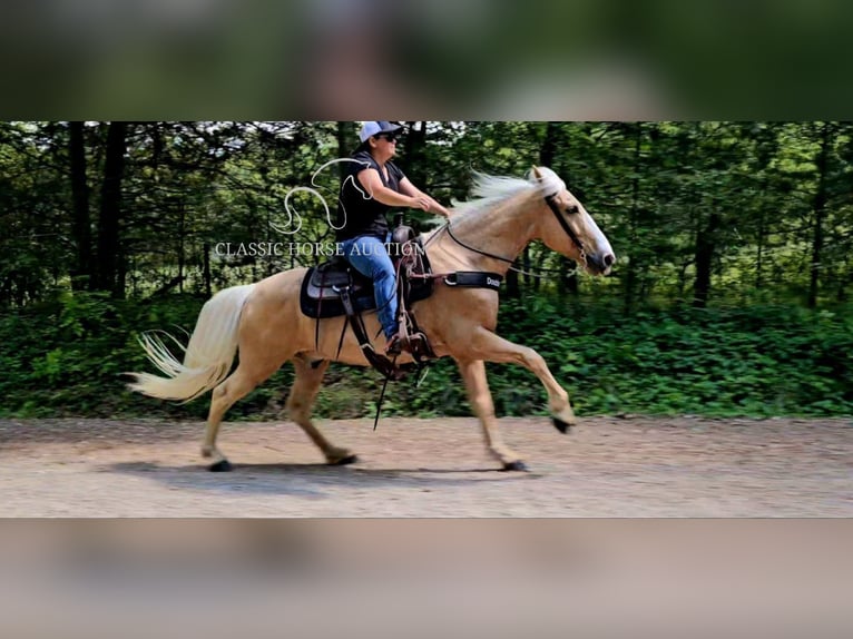 Kentucky Mountain Saddle Horse Wallach 8 Jahre 152 cm Palomino in Gillsville, GA