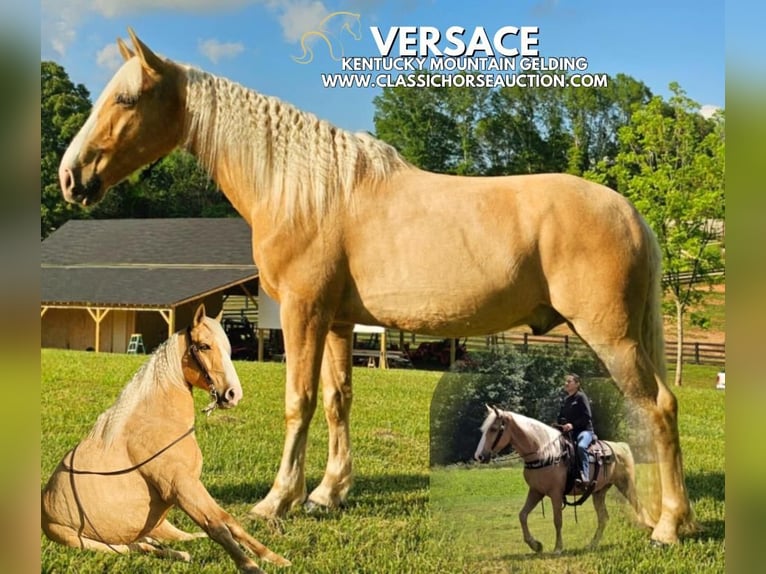 Kentucky Mountain Saddle Horse Wallach 8 Jahre 152 cm Palomino in Gillsville, GA