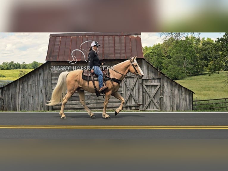 Kentucky Mountain Saddle Horse Wallach 8 Jahre 152 cm Palomino in Gillsville, GA