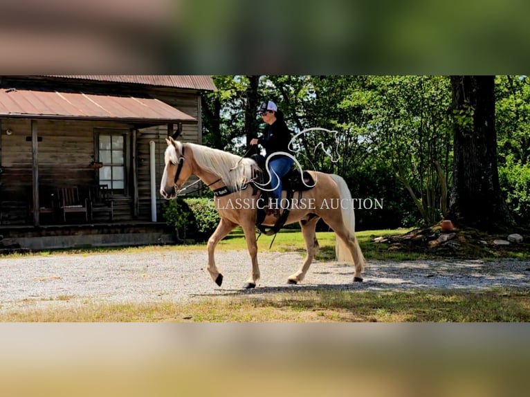 Kentucky Mountain Saddle Horse Wallach 8 Jahre 152 cm Palomino in Gillsville, GA