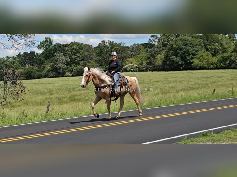 Kentucky Mountain Saddle Horse Wallach 8 Jahre 152 cm Palomino in Gillsville, GA