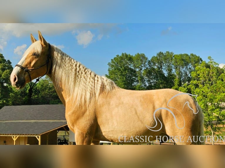 Kentucky Mountain Saddle Horse Wallach 8 Jahre 152 cm Palomino in Gillsville, GA