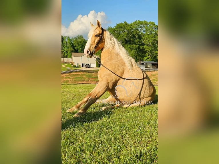 Kentucky Mountain Saddle Horse Wallach 8 Jahre 152 cm Palomino in Gillsville, GA