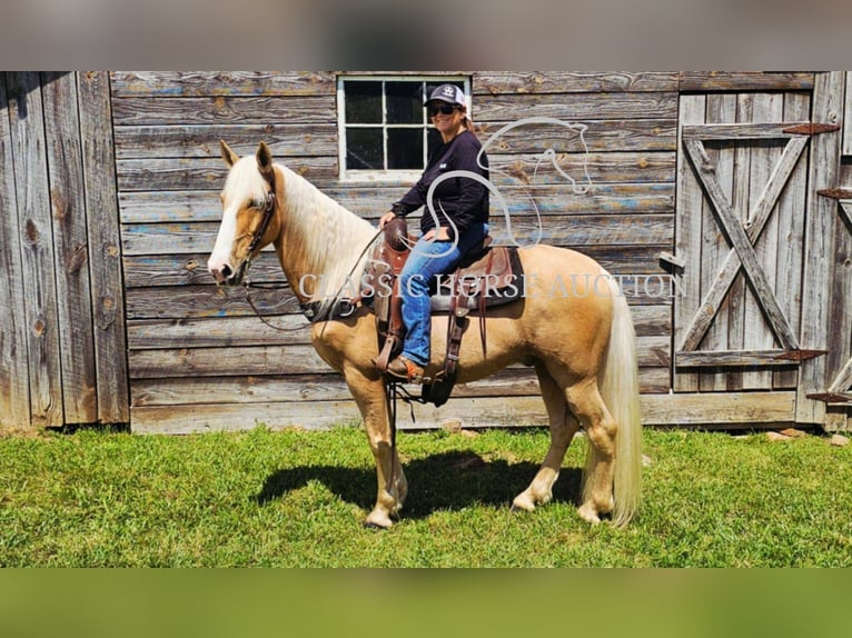 Kentucky Mountain Saddle Horse Wallach 8 Jahre 152 cm Palomino in Gillsville, GA