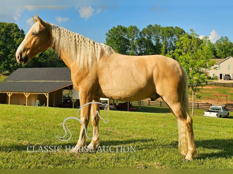 Kentucky Mountain Saddle Horse Wallach 8 Jahre 152 cm Palomino in Gillsville, GA