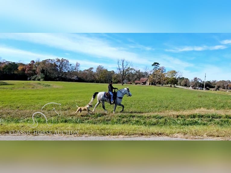 Kentucky Mountain Saddle Horse Wallach 8 Jahre 152 cm Schimmel in Gillsville, GA