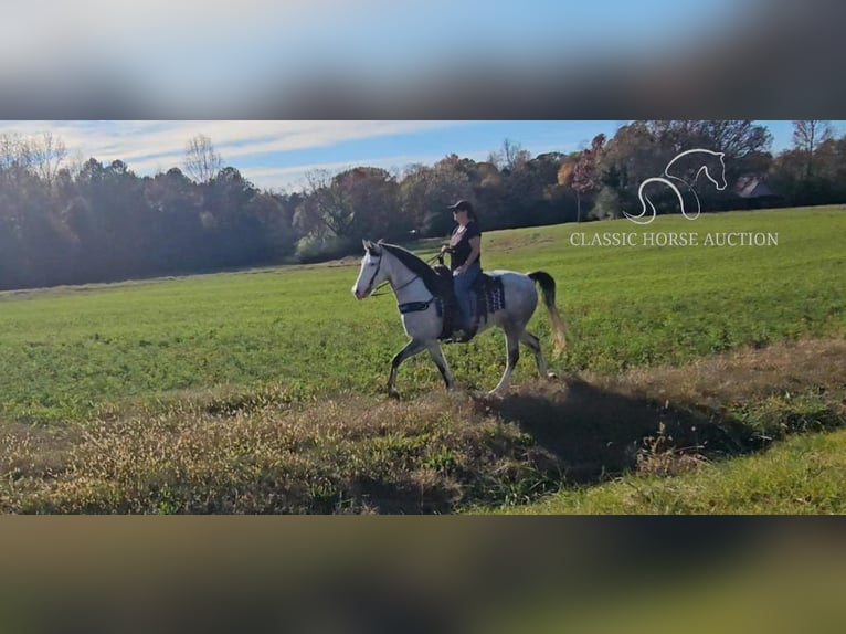 Kentucky Mountain Saddle Horse Wallach 8 Jahre 152 cm Schimmel in Gillsville, GA