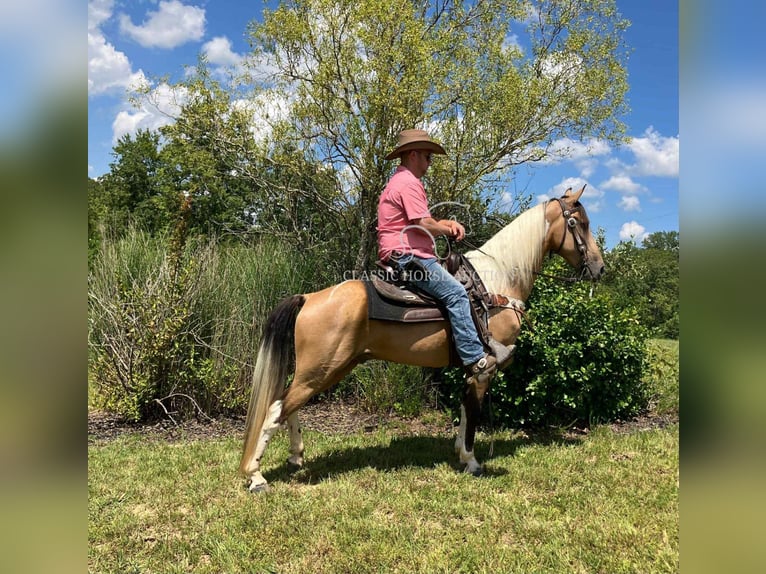 Kentucky Mountain Saddle Horse Wallach 9 Jahre 142 cm Buckskin in Whitley City, KY