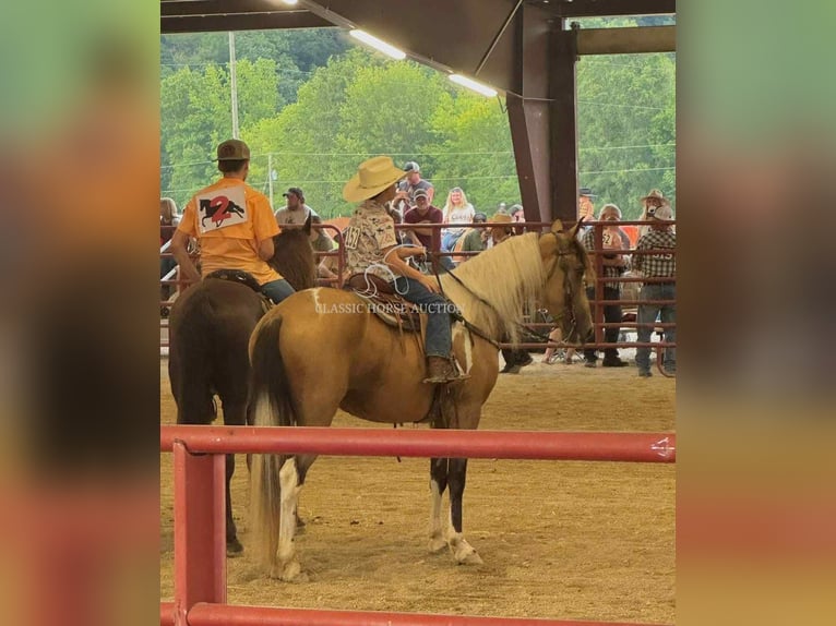 Kentucky Mountain Saddle Horse Wallach 9 Jahre 142 cm Buckskin in Whitley City, KY
