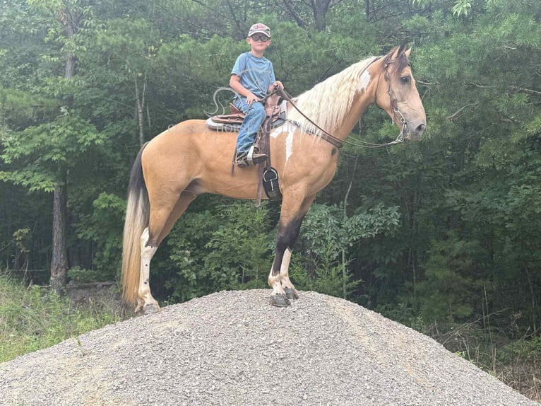 Kentucky Mountain Saddle Horse Wallach 9 Jahre 142 cm Buckskin in Whitley City, KY