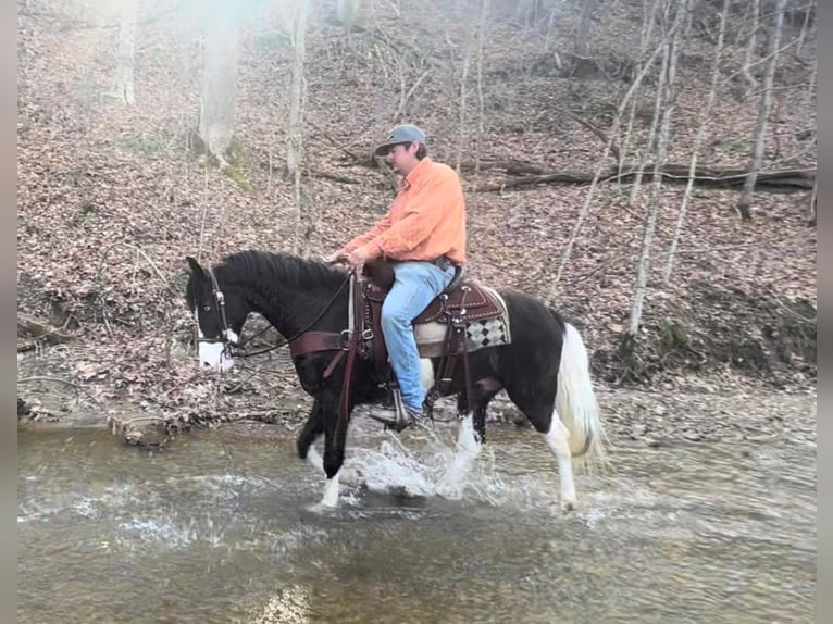 Kentucky Mountain Saddle Horse Wallach 9 Jahre 147 cm Tobiano-alle-Farben in salyersville KY