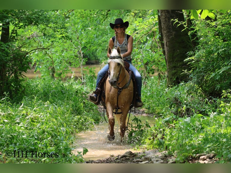 Kentucky Mountain Saddle Horse Wallach 9 Jahre 152 cm Palomino in Flemingsburg KY