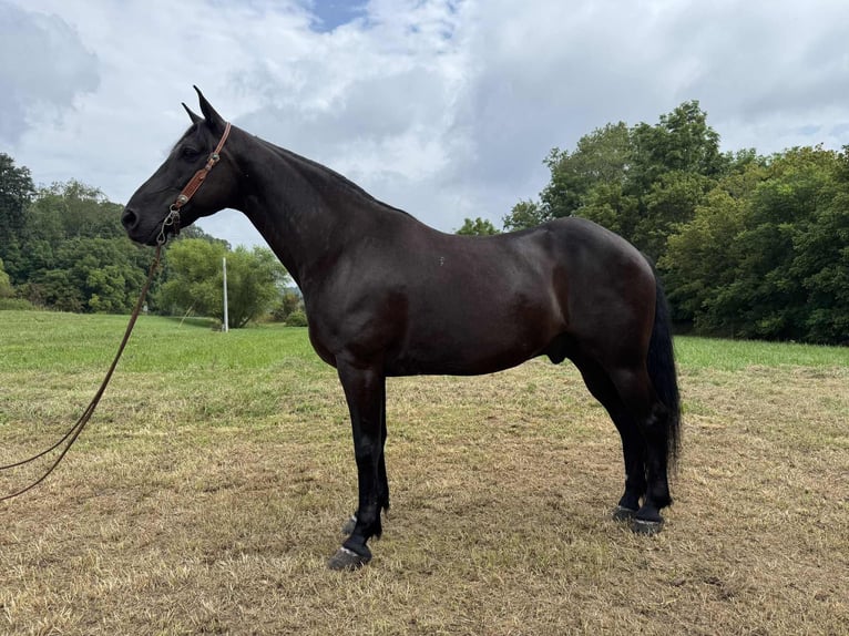 Kentucky Mountain Saddle Horse Wallach 9 Jahre 152 cm Rappe in West Liberty
