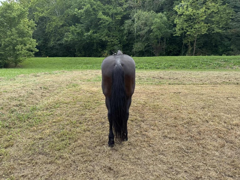 Kentucky Mountain Saddle Horse Wallach 9 Jahre 152 cm Rappe in West Liberty
