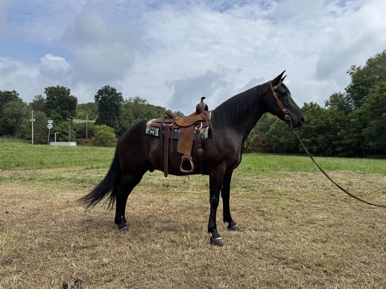Kentucky Mountain Saddle Horse Wallach 9 Jahre 152 cm Rappe in West Liberty