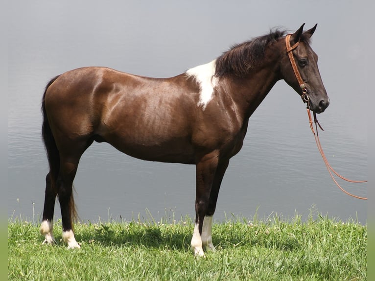 Kentucky Mountain Saddle Horse Wallach 9 Jahre 152 cm Tobiano-alle-Farben in Whitley City