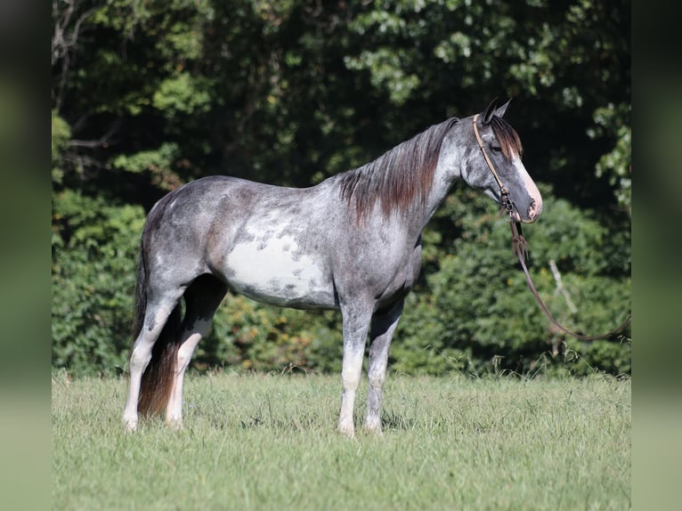 Kentucky Mountain Saddle Horse Yegua 13 años 152 cm Ruano azulado in Parkers Lake KY