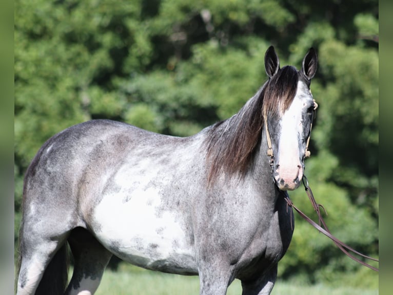 Kentucky Mountain Saddle Horse Yegua 13 años 152 cm Ruano azulado in Parkers Lake KY
