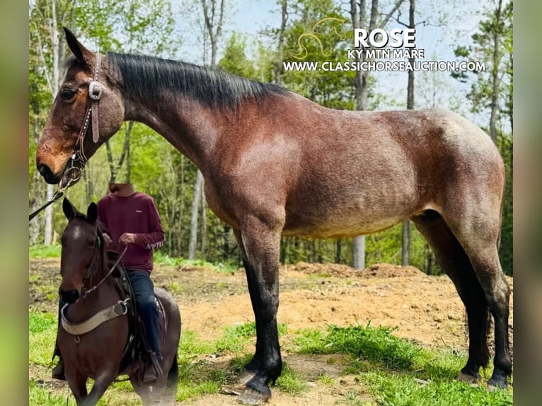 Kentucky Mountain Saddle Horse Yegua 14 años 142 cm Castaño rojizo in Parkers Lake, KY