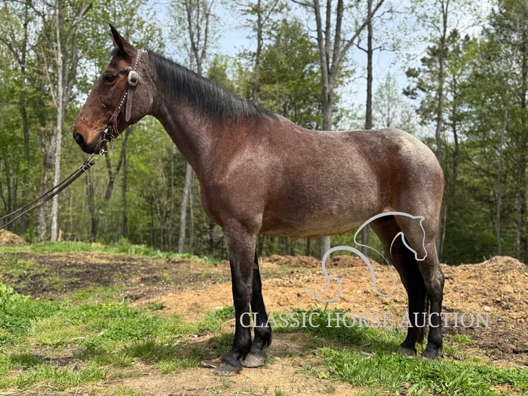 Kentucky Mountain Saddle Horse Yegua 14 años 142 cm Castaño rojizo in Parkers Lake, KY