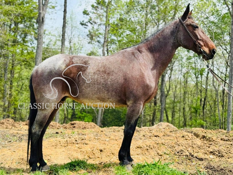 Kentucky Mountain Saddle Horse Yegua 14 años 142 cm Castaño rojizo in Parkers Lake, KY