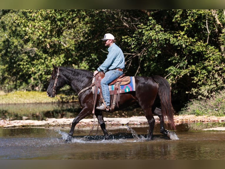 Kentucky Mountain Saddle Horse Yegua 14 años 142 cm Negro in Hillsboro